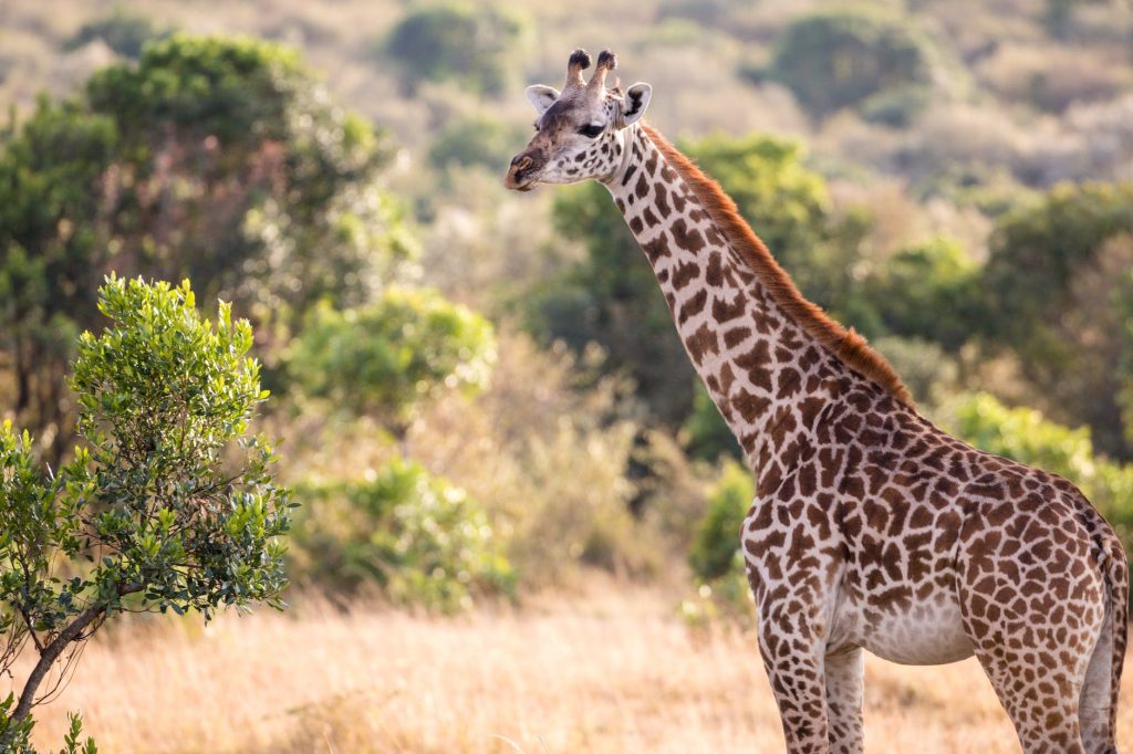 toroslarin yaban hayati 2023te dogal hayata dair ilginc bilgiler